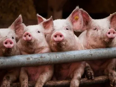 Ринок української свинини страждає від "сірого" імпорту – експерт