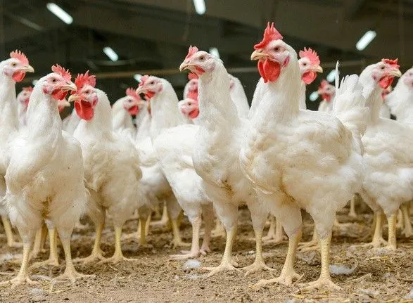 Названы главные потребители украинской курятины за рубежом