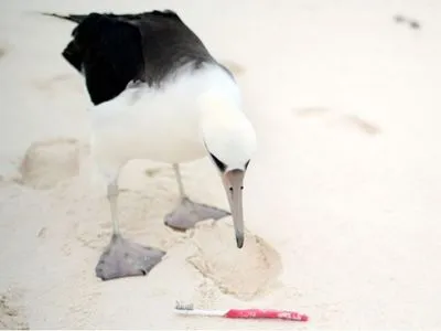 Ежегодно от загрязнения пластиком гибнет миллион птиц