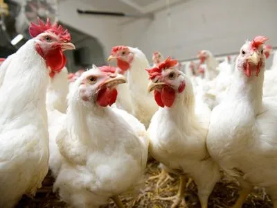 Украина снизила цену на экспортную курятину