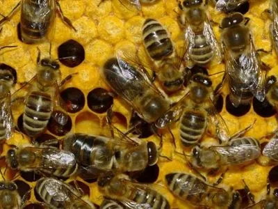 На Тернопільщині масово загинули бджоли