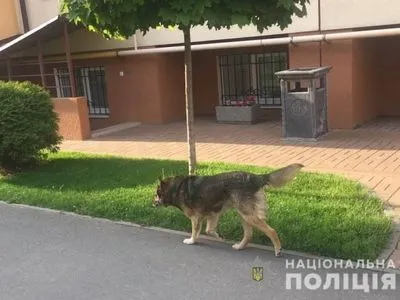 В Киевской области собака жестко покусала восьмилетнюю девочку