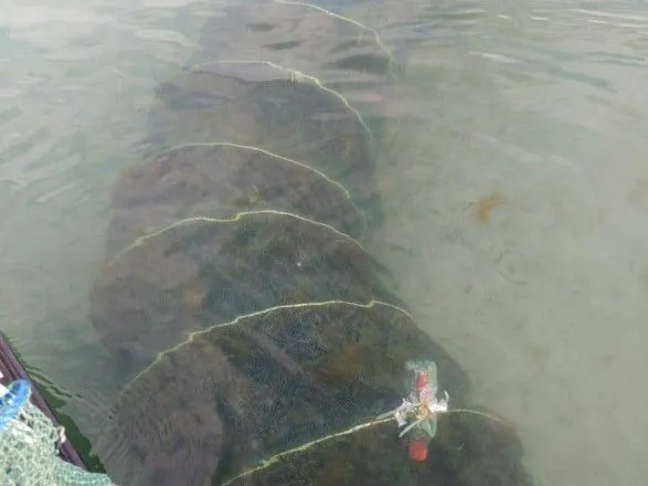 У Чорному морі виявили сотні метрів сіток з креветками і червонокнижними крабами