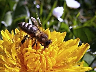 Відтепер позапланові перевірки через отруєння бджіл призначатимуть за добу