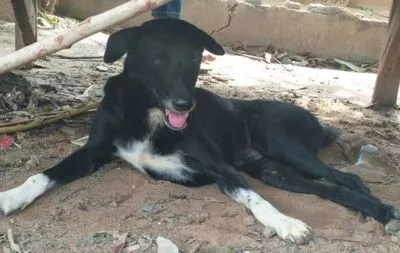 В Таиланде собака-инвалид спасла похороненного заживо младенца