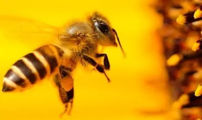 Сьогодні Всесвітній день бджіл
