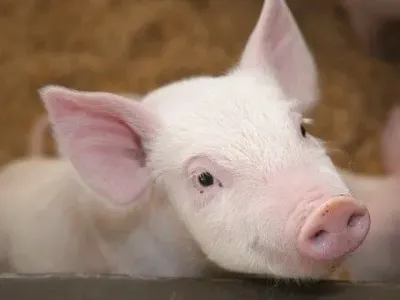 Ассоциация свиноводов предлагает фермерам онлайн-проверку на биобезопасность