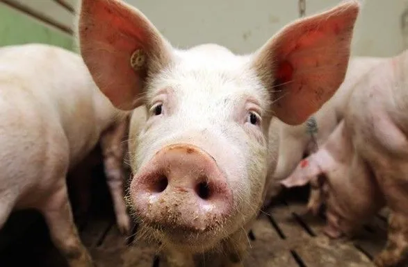 АЧС змусить Китай наростити імпорт свинини на третину