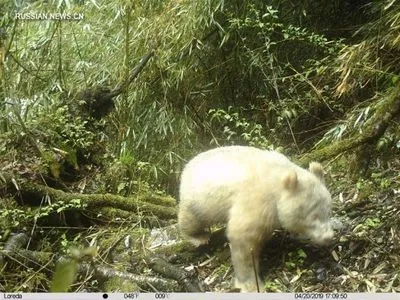 Редкую белую большую панду зафиксировали камеры в Китае