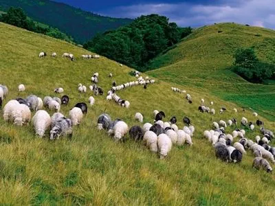В горах на Буковине устроили праздник выхода овец на пастбища
