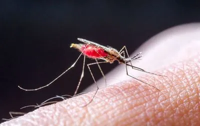 В Алжирі і Аргентині перемогли малярію - ВООЗ