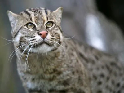 В леса Англии планируют вернуть популяцию диких кошек