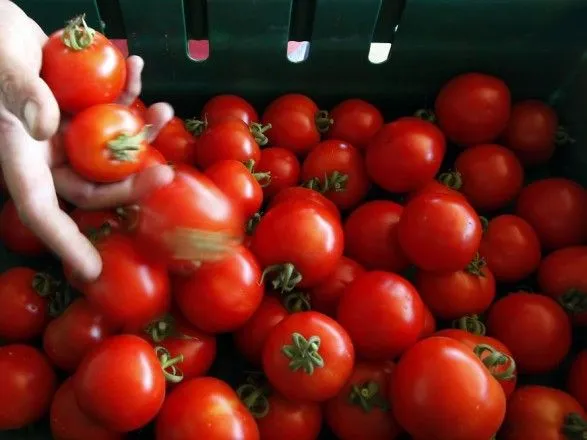 В Украину пытались завезти 22 тонны зараженных томатов из Турции
