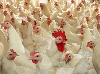 СОТ змусила ЄС збільшити квоти на ввезення м'яса птиці з Китаю