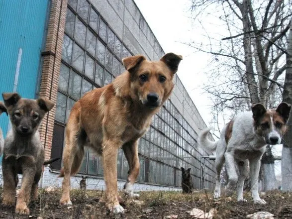 Бродячие собаки в РФ затащили маленького ребенка в канализацию