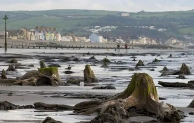 Из-за урагана в Уэльсе с моря отошла вода и открыла затонувший лес