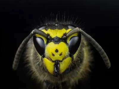 В Великобритании призвали отказаться от газонов ради спасения пчел