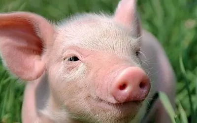 Виробництво свинини в Україні скоротилося — Держстат