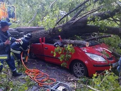 В Хмельницком поваленное дерево повредило четыре автомобиля