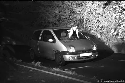 В Германии голубь спас водителя от штрафа за превышение скорости