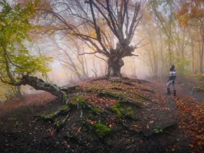 В оккупированном Крыму начали считать деревья