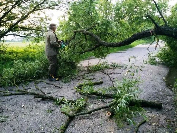 Повалене вітром дерево повністю перекрило дорогу на Житомирщині
