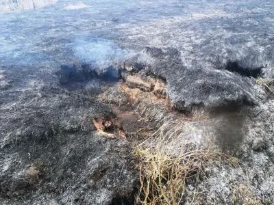 Торфяник загорелся в Черниговской области