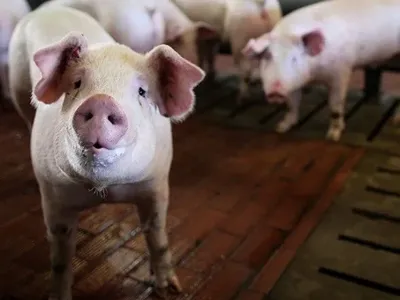 Больше всего свинины в Украину везут из Польши