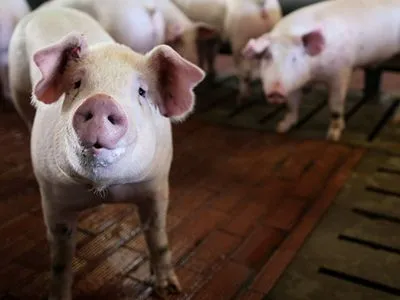 Больше всего свинины в Украину везут из Польши