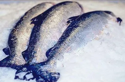 Украина на четверть увеличила производство замороженной морской рыбы