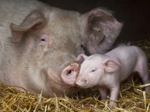 АЧС Китай ищет новых поставщиков свиней для восстановления поголовья