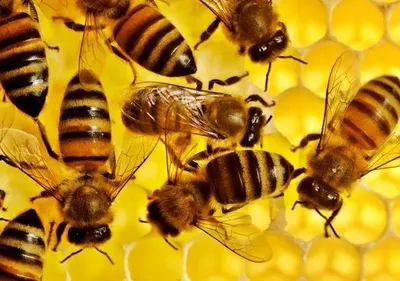 В Харьковской области отравились пчелы