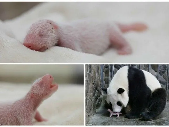 В Китае родился самый маленький в мире детеныш панды