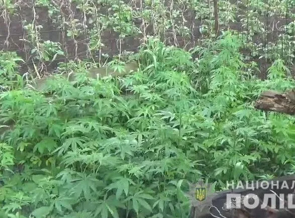 На Луганщині правоохоронці знайшли поле диких конопель