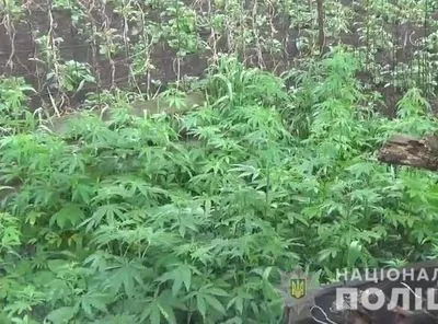 На Луганщині правоохоронці знайшли поле диких конопель