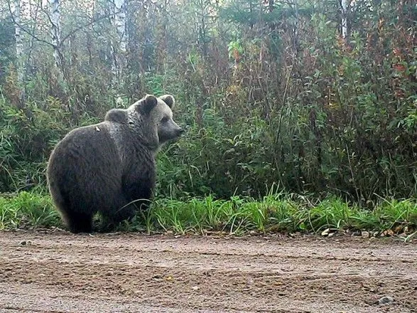 У Фінляндії сталася ДТП між автомобілем та ведмедем