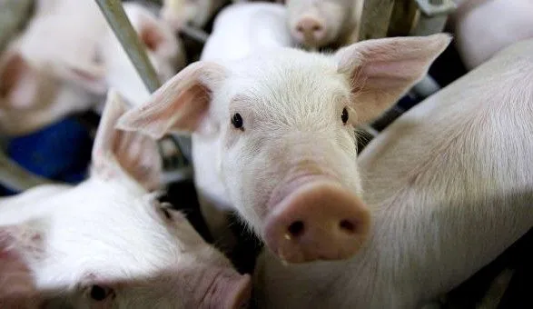 Rabobank прогнозує дефіцит м'яса через АЧС у Китаї