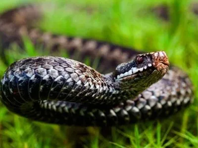 Во Львовской области змея укусила шестилетнего ребенка