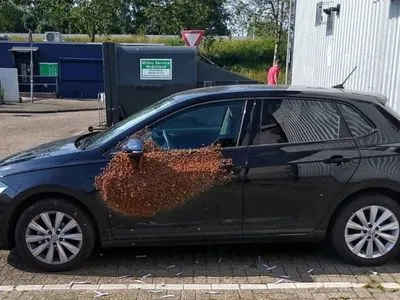 У Нідерландах бджоли заблокували автомобіль