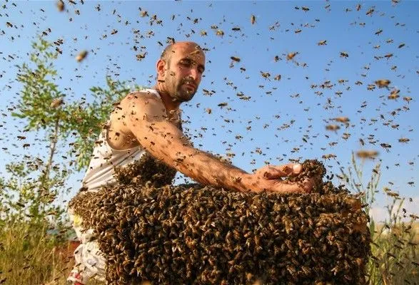 Пчеловод из Турции удержал на себе 10 килограмм пчел