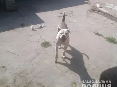 Пенсионерку покусал бойцовский пес в Киевской области