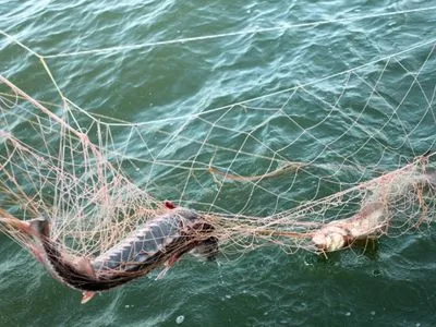 Чотирьох браконьєрів і поліцейського судитимуть за незаконний вилов риби у зоні ЧАЕС