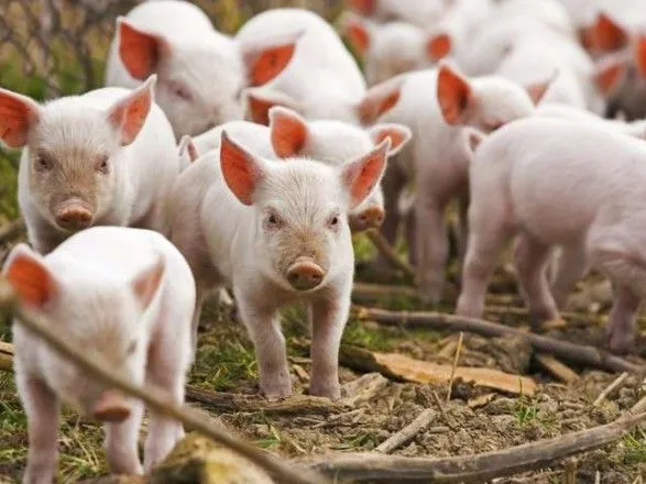 Украина производит все меньше свинины