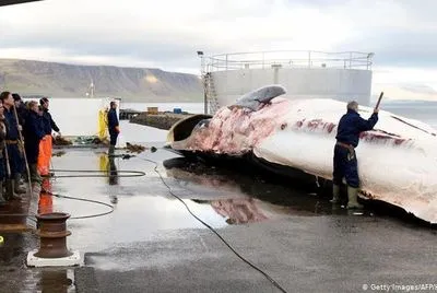 В Исландии впервые за 17 лет приостановили китобойный промысел