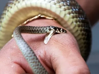 Лікар розповів, що робити при укусі змії