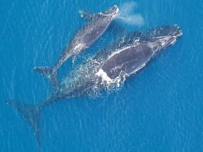 Біля узбережжя Канади знайшли тіла 6 мертвих китів