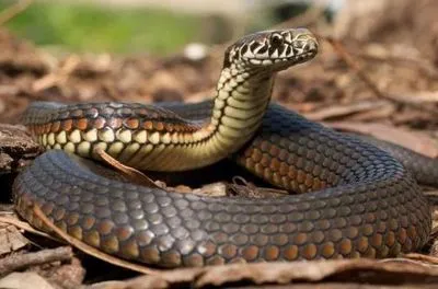 За добу на Прикарпатті сталися 4 випадки укусів людей зміями