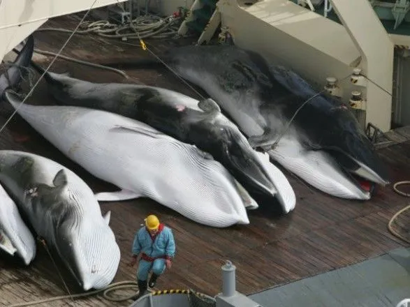 Японія до кінця 2019 року планує виловити 227 китів у комерційних цілях