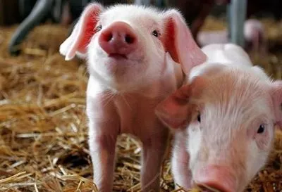 Эксперт рассказал, почему иностранцы не покупают украинскую свинину