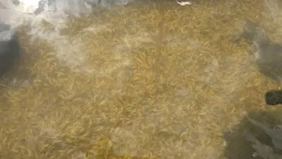 У Хаджибейському лимані стався масовий мор креветки